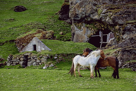 two white and brown horse near green grass field thumbnail