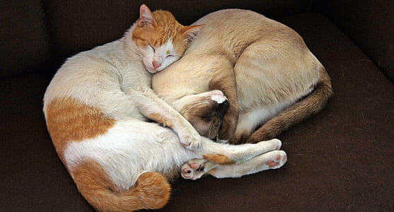 two orange and brown sleeping cats thumbnail