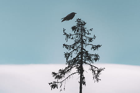 Black Bird Flying Over Tree thumbnail