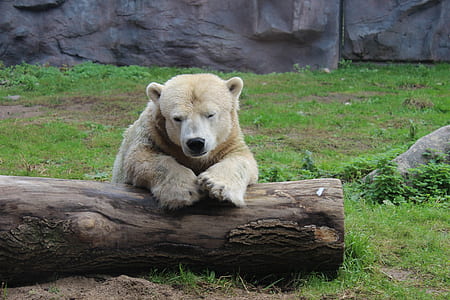 bear sitting near tree thumbnail