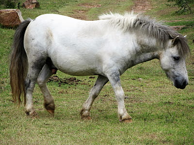 White and Grey Horse thumbnail