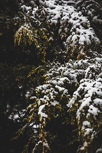 tree covered by snow thumbnail