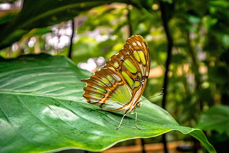 brown and green butterfly thumbnail