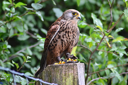 Brown Falcon on Brown Wooden Surface thumbnail