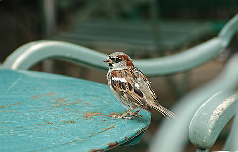 selective focus photography of brown sparrow perched on blue table thumbnail
