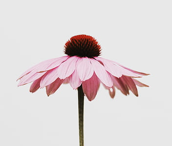 bloom pink petaled flower thumbnail
