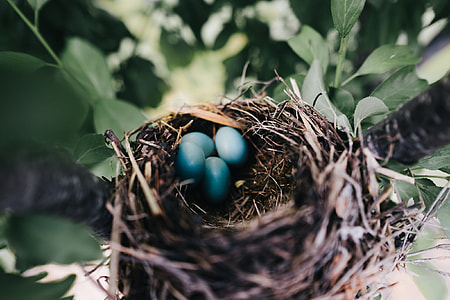 four blue fowl eggs in nest thumbnail