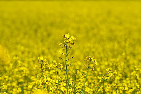shallow focus photography of yellow flowers thumbnail