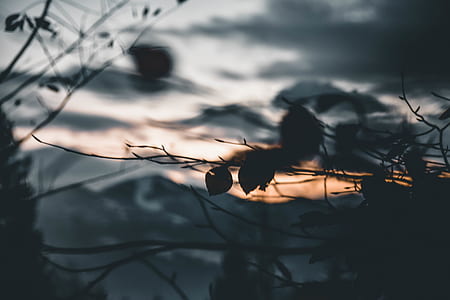 silhouette of tree leaves during golden hour thumbnail