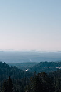 green trees thumbnail