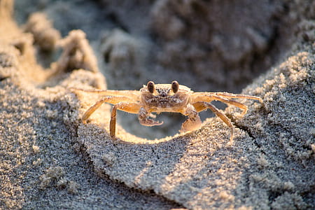 close up photo of crab thumbnail