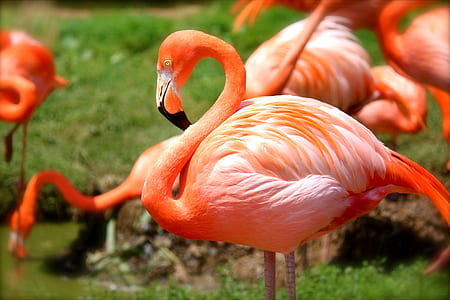selective focus photograph of flamingo thumbnail