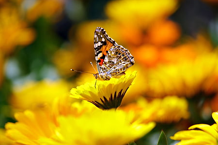 selective focus photography of butterfly on yellow petaled flower thumbnail