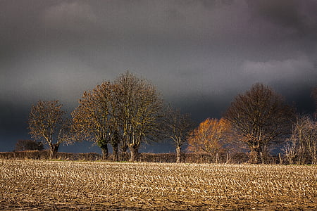 green leafed trees and withered grass under black skies thumbnail