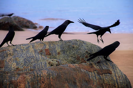 five black birds perch on gray rack thumbnail