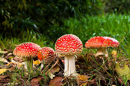 macro shot of red-and-beige mushrooms thumbnail
