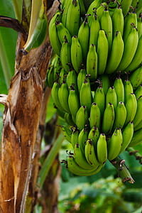 photo of green bananas thumbnail
