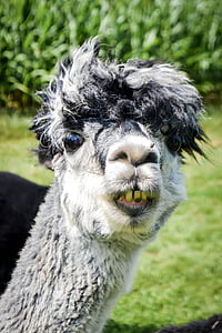 white and black Llama smiling thumbnail