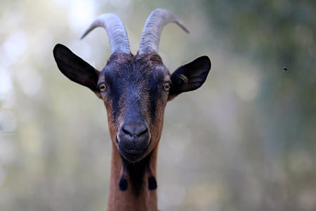 brown and black deer thumbnail