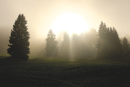 sun shining through green pine trees thumbnail