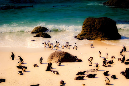 black and white penguins on seashore during daytime thumbnail