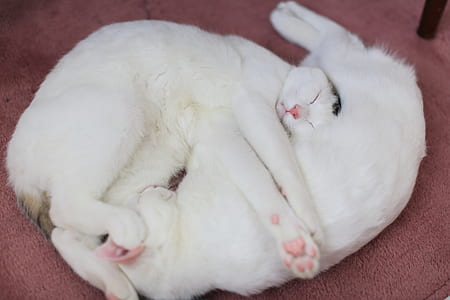 two white cats on floor thumbnail