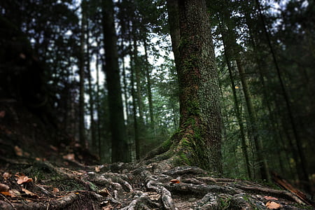 brown tree trunk thumbnail