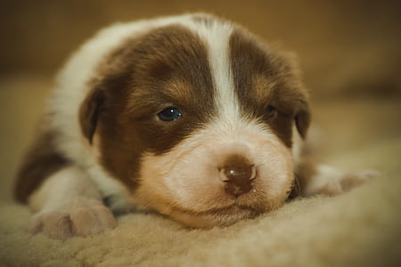 closeup photography of liver and white Australian shepherd puppy prone lying on area rug thumbnail