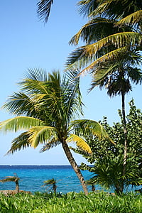 photo of palm trees near sea thumbnail