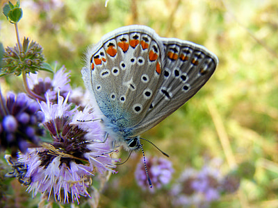white common blue butterfly perching on purple flower at daytime thumbnail