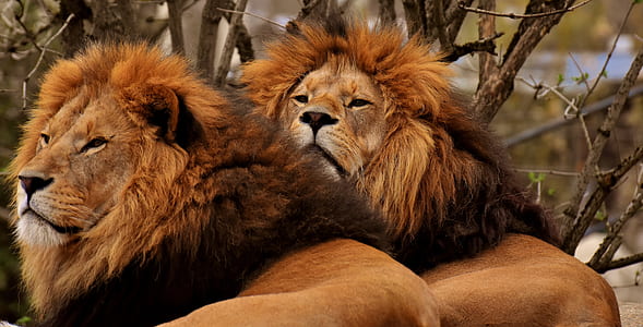two lions thumbnail
