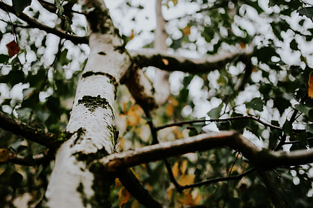 Birch tree branches thumbnail