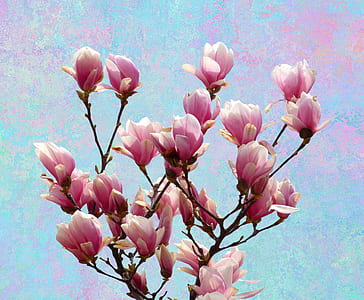 pink flowers thumbnail