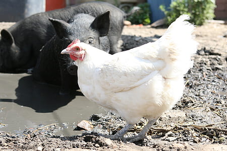 white hen stand near black pigs thumbnail