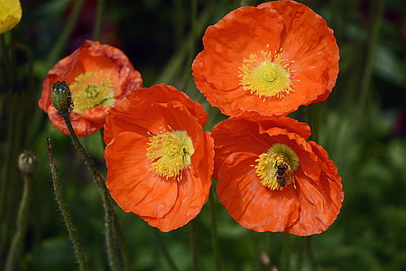 photo of orange petaled flowers thumbnail