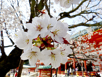 white and red flowers thumbnail