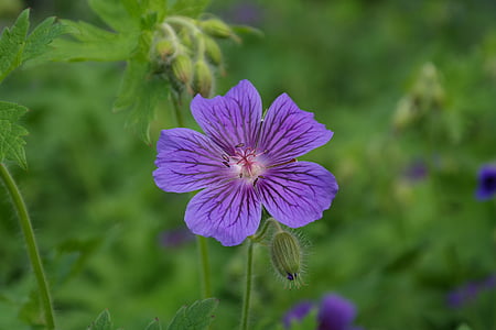 closeup photo of purple petaled flower thumbnail