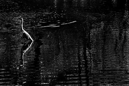 Bird in water thumbnail