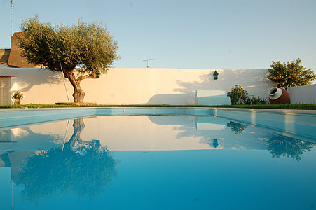 tree near the swimming pool thumbnail