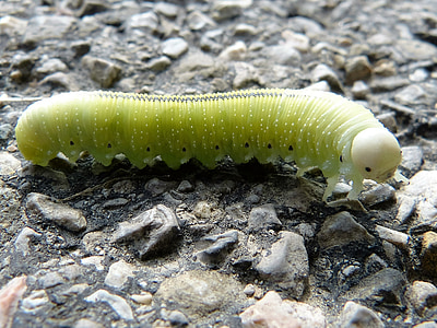 macro photography of tobacco hornworm thumbnail