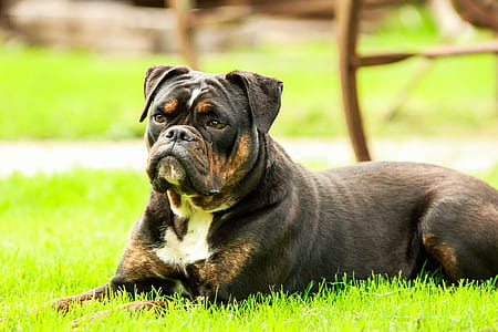 black dog lying on grass thumbnail