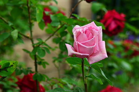 selective focus photography of pink rose flower in bloom thumbnail