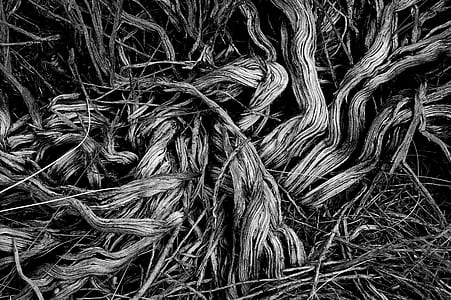 scattered tree branches thumbnail
