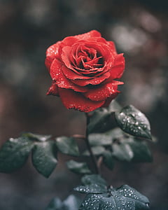 red rose selective photography thumbnail