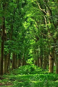 landscape photography of green leafed trees thumbnail