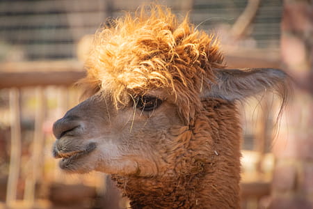 Shallow Focus Photography of Brown Llama thumbnail