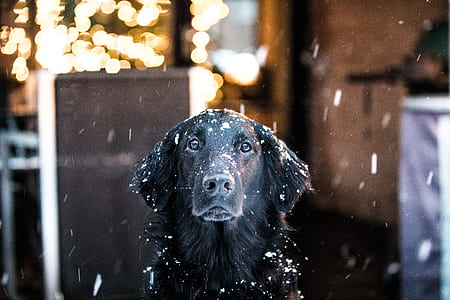 adult black Labrador retriever sitting during snow season thumbnail