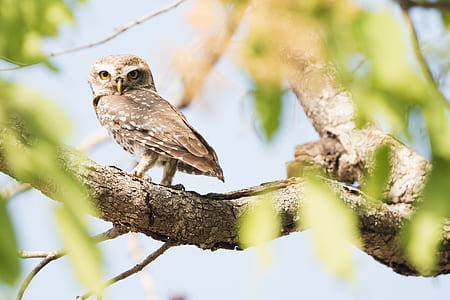 brown owl perching brown branch at daytime thumbnail