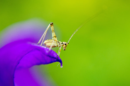 selective focus photography of brown cricket perched on purple petaled flower thumbnail