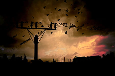 time lapse photography of birds flying over electric post thumbnail